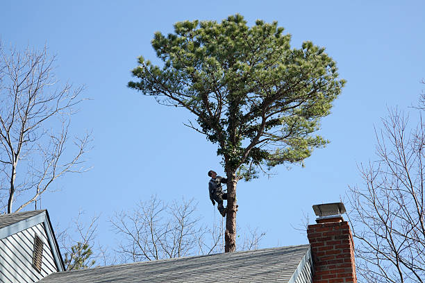 How Our Tree Care Process Works  in  Effort, PA